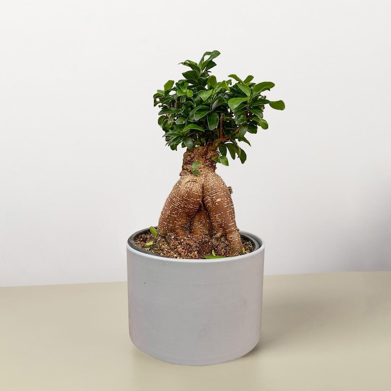 SunSoakedPlants Ficus Ginseng Houseplant