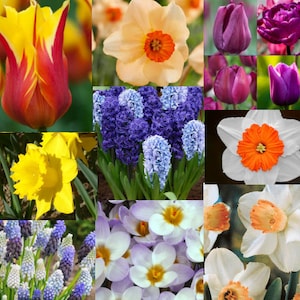 Pedido anticipado para otoño: paquete de 20, mezcla de flores de primavera para todas las estaciones: narcisos, muscari, azafranes, lirios, jacintos o tulipanes.