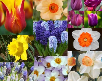 Fall Preorder - Pack of 20 -  All Season Spring Flower Mix - Daffodils, Muscari, Crocus, Iris, Hyacinth, Tulip, or other.
