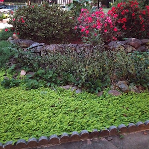 Pack of 3,+ one more FREE - Creeping Jenny - Lysimachia nummularia - Moneywort