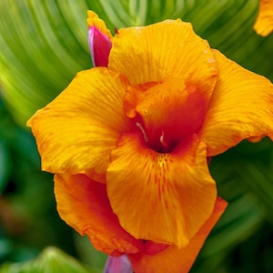 Pretoria Canna Lily - Deep Tangerine, Princeton Orange, Pretoria
