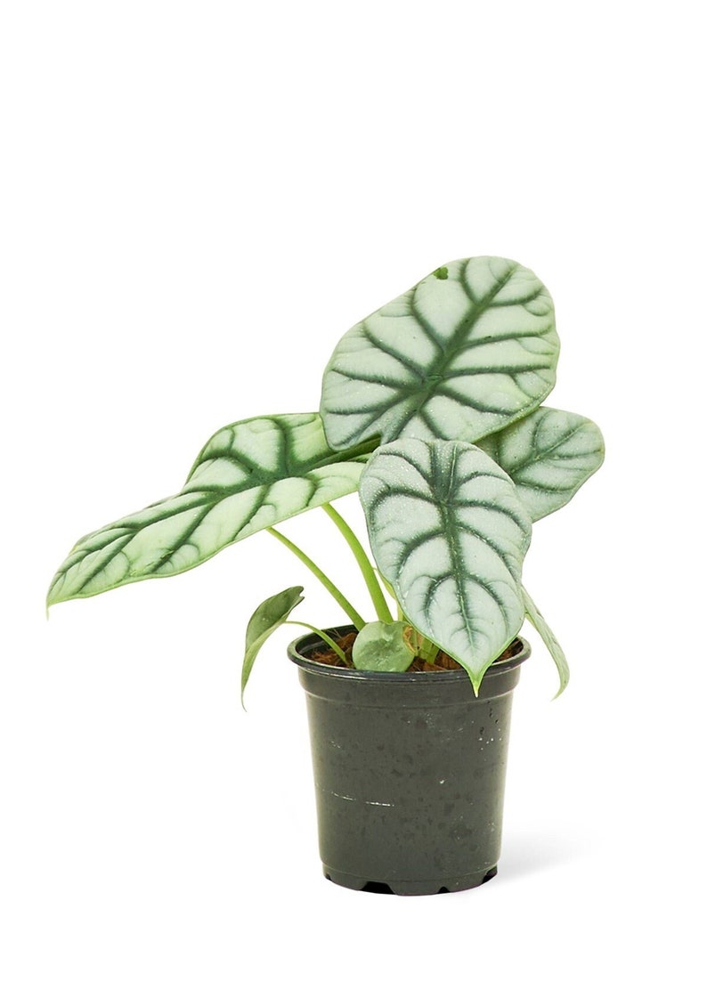 Alocasia Silver Dragon 4 Pot image 1