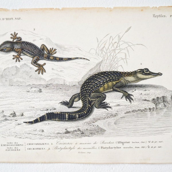 1849 Planche ancienne gravée coloriée Charles d’Orbigny Histoire naturelle reptiles crocodiles caïman platydactyle