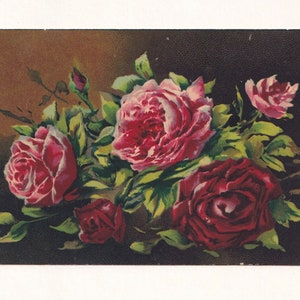 Rose rosa e rosse, cartolina d'epoca dall'Italia, spedita nel 1924