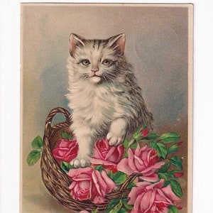 Gatto grigio-bianco a pelo lungo in un cesto di rose, cartolina antica tedesca in rilievo, 1908