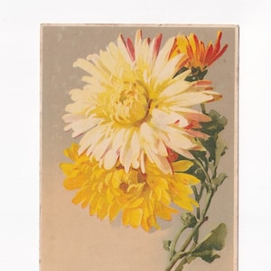 Catharina Klein: Chrysanthemen in Weiss und Gelb, antike deutsche Postkarte, 1916