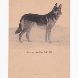 Kuno von Wohlen, Zucht-Schäferhund, antike Schweizer Postkarte, vor 1905, unbenutzt