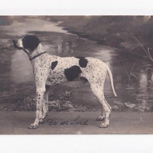 Cão de caça em frente a um rio, cartão postal italiano antigo, enviado em 1921 (?)