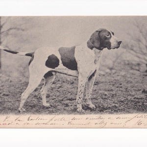 Perro de caza en el prado, postal alemana antigua, enviada antes de 1905