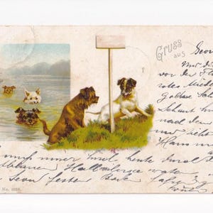 Helena Maguire (?): Cães nadando, cartão postal antigo, enviado em 1901