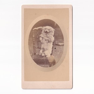 Männchen machender Hund, französisches Visitfoto (F. Marie, Tarbes)