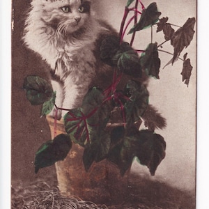 Charles Bullard: Katze im Blumentopf, antike amerikanische Postkarte, 1907 datiert