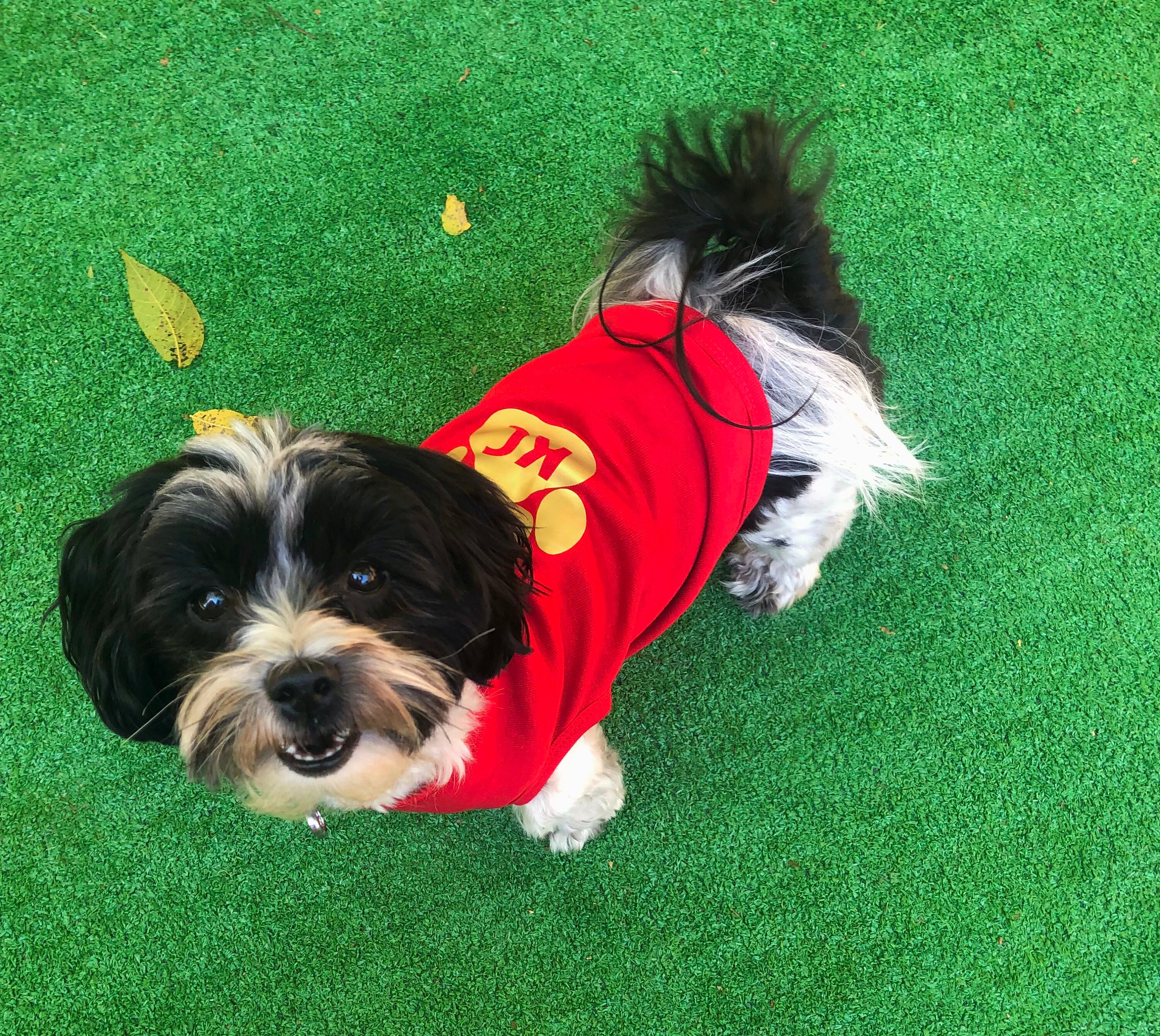 chiefs dog sweater