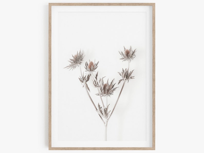 Plant Poster Flowers Photography Minimalist Wall Art Flower Prints Botanical Prints Plant Art Wildflowers Print Botanical Art