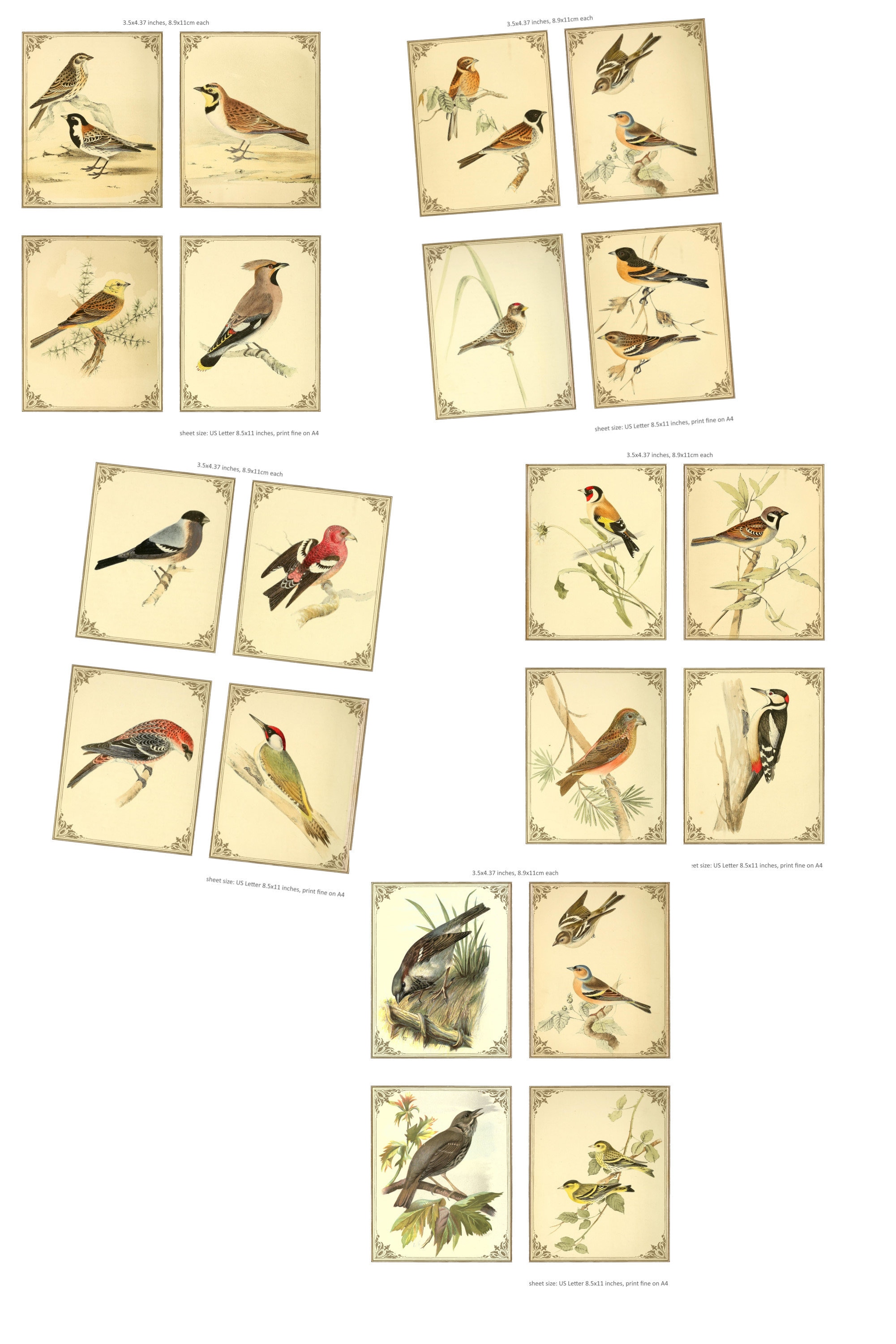Vintage Cards With British Birds , Victorian Cards, British Bird ...