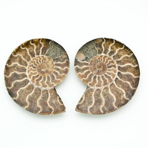 Matching Pair 4&quot; Fossilized Ammonites