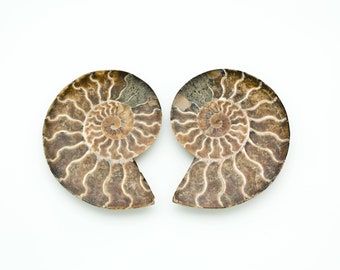 Matching Pair 4" Fossilized Ammonites