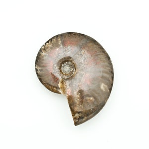 Opalized Red Ammonite Fossil