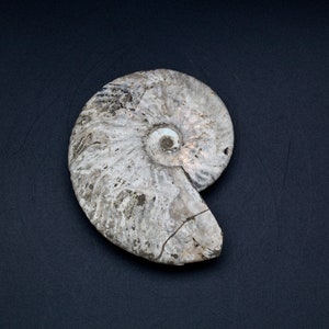 Large Opalized Ammonite Fossil