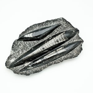 Orthoceras Fossils