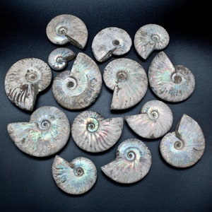 Opalized Fossil Ammonite
