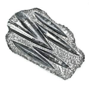 Orthoceras Fossils