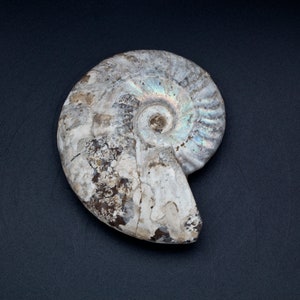 Large Opalized Ammonite Fossil