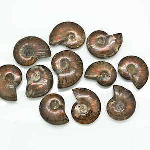 Red Opalized Fossil Ammonite