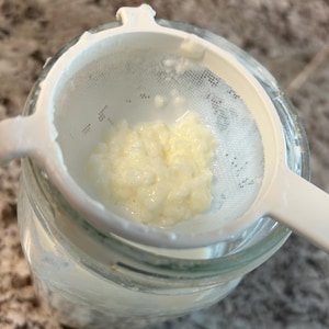1 TSP Cow or Goat LIVE Milk Kefir grains FRESH Probiotic (never any metals) image 1