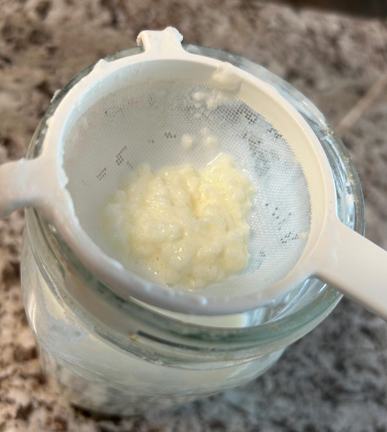 1 TSP Cow or Goat LIVE Milk Kefir grains FRESH Probiotic (never any metals) image 1