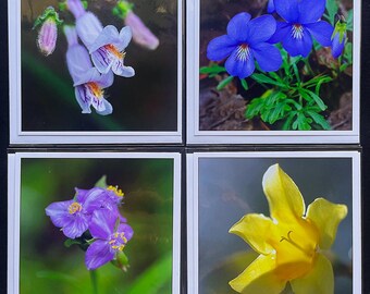 Wildblumen Kollektion Grußkarten, quadratische gefaltete Größe 13 cm, passende Umschläge