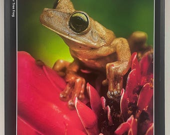 Puzzle, Gladiator Laubfrosch, Limited Edition, 504 Teile