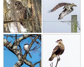 Grußkarten der Raptor Collection im quadratischen Format, gefaltet, mit passenden Umschlägen