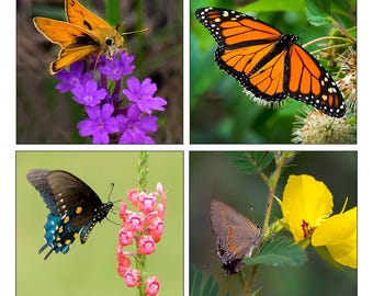 Die Grußkarten der Butterfly Collection haben jeweils ein passendes Kuvert