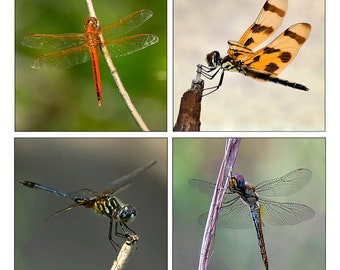 Dragonfly Collection Grußkarten, quadratische gefaltete Größe 13 cm, passende Umschläge