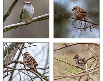 Grußkarten, Sparrow Collection, gefaltet 13,5 cm, passende Umschläge