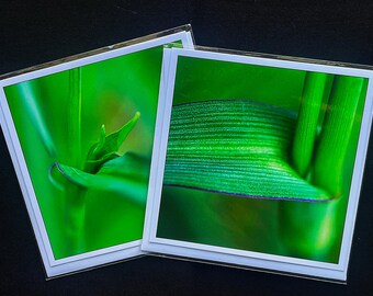 Botanische Kunst Grußkarten: Innen blanko, Pigmenttinten-Fotoabzug (Paar)