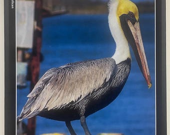 Puzzle, Brauner Pelikan, Limitierte Auflage, 504 Teile