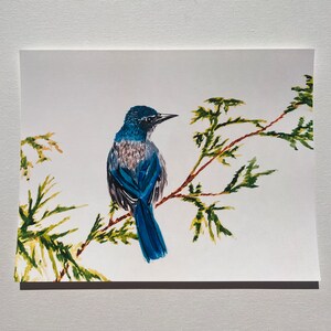 California Scrub Jay Watercolor