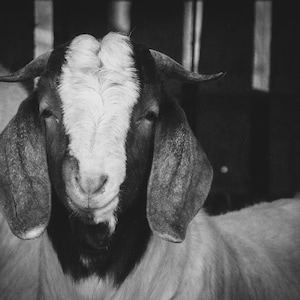 Lovey the goat digital print