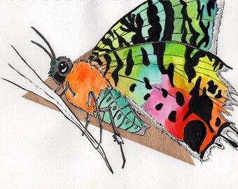 Rainbow Moth