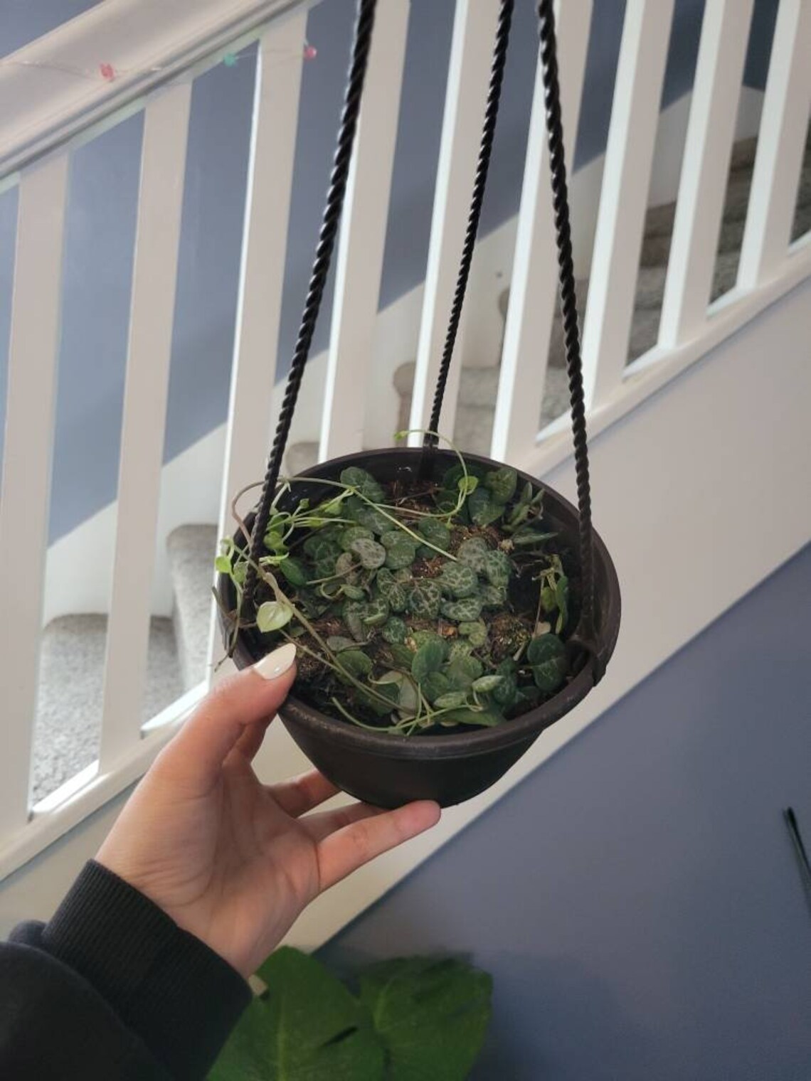 String Of Hearts 6 Inch hanging basket Etsy