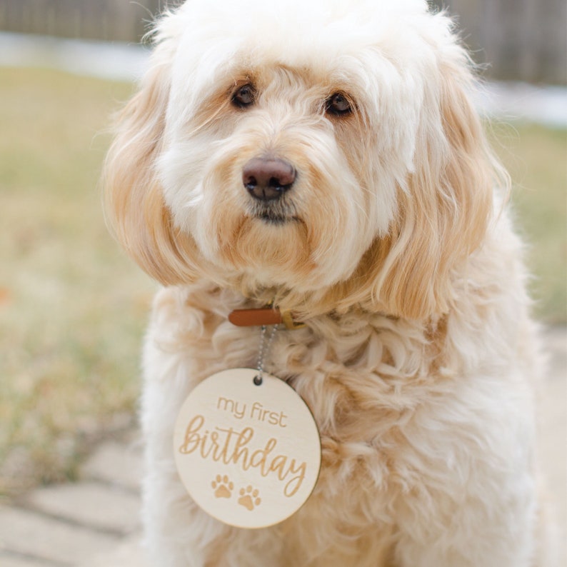 May include: A light brown dog wearing a brown collar with a wooden tag that says "my first birthday" with two paw prints.