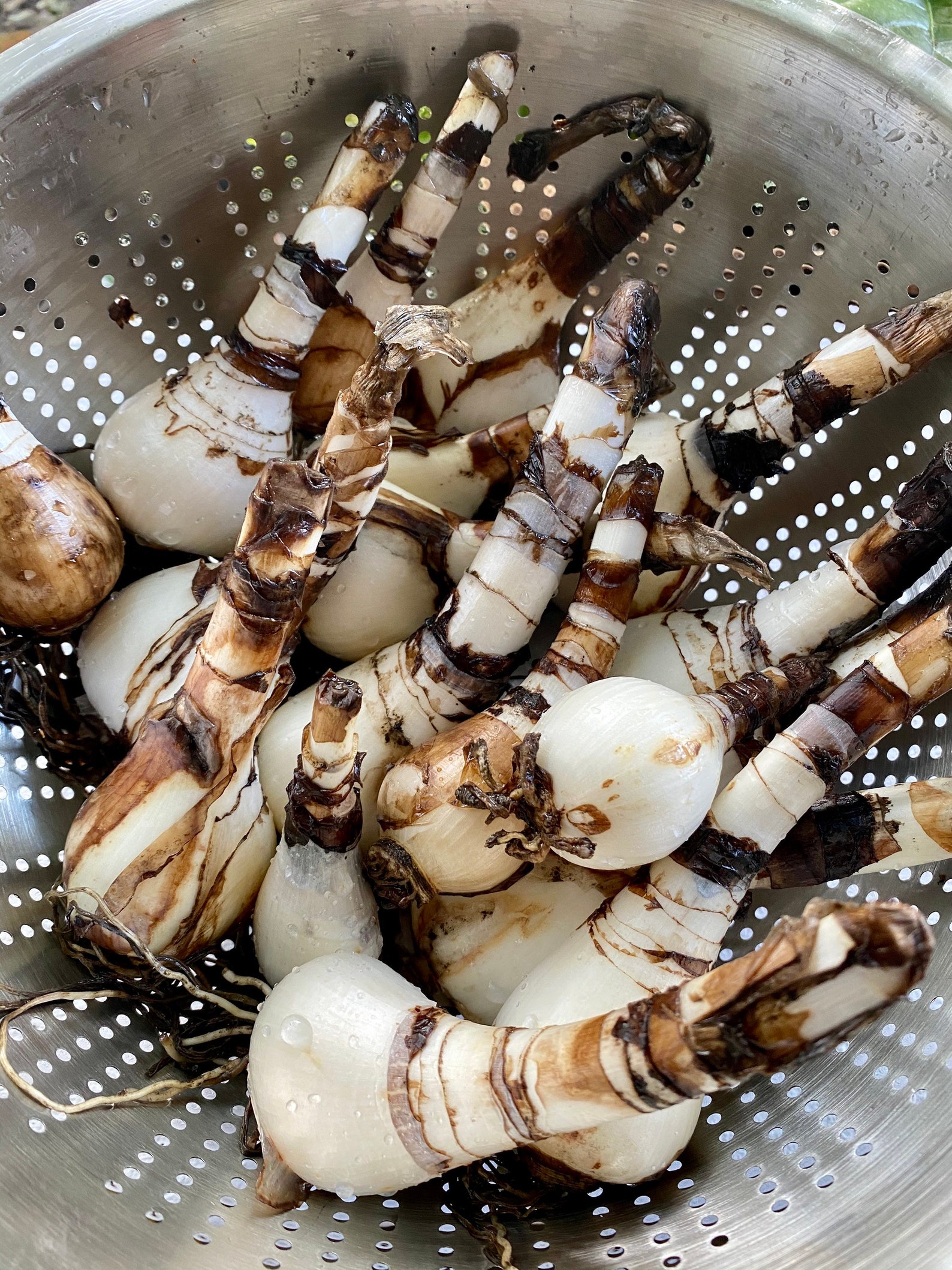 5 Surprise Lily bulbs Etsy