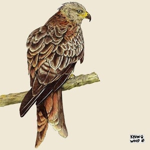 May include: Detailed illustration of a red kite bird perched on a branch. The bird features brown, tan, and white feathers, a yellow beak, and a piercing gaze. The artwork is set against a cream-colored background, showcasing the bird's intricate details.