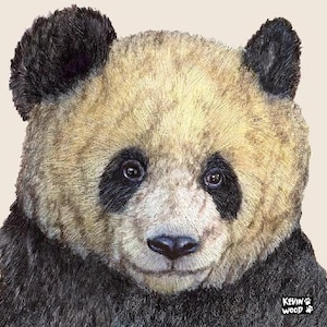 Panda Untersetzer Einzel Keramikuntersetzer mit Geschenkkarte und Umschlag von Evelyn Wood