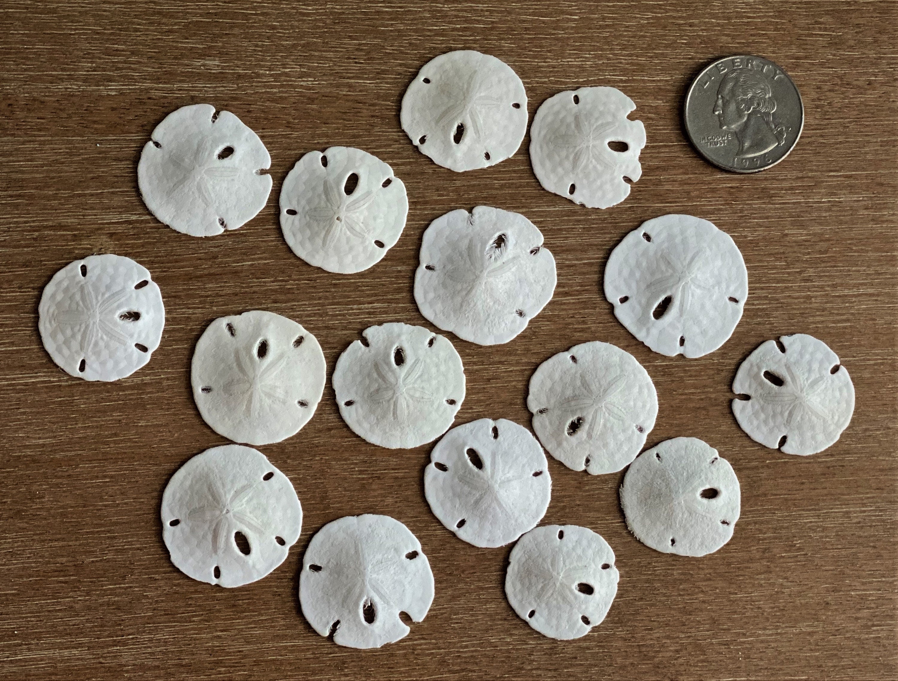 Small Sand Dollars - 3/4 - 1 1/4, Very Small Sand Dollars, Craft Shells,  Beach Wedding