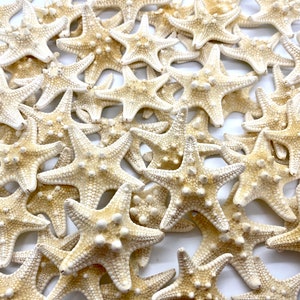 Small Knobby Starfish - 2-3” - Armoured Starfish - Wedding Decor - Coastal Decor - Starfish Vase Filler