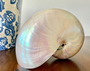 Pearl Nautilus Shell - Multiple Sizes Available - Seashells - Coastal Decor  - Beach Decor - Sea Shells - White Shells - Wedding Decor