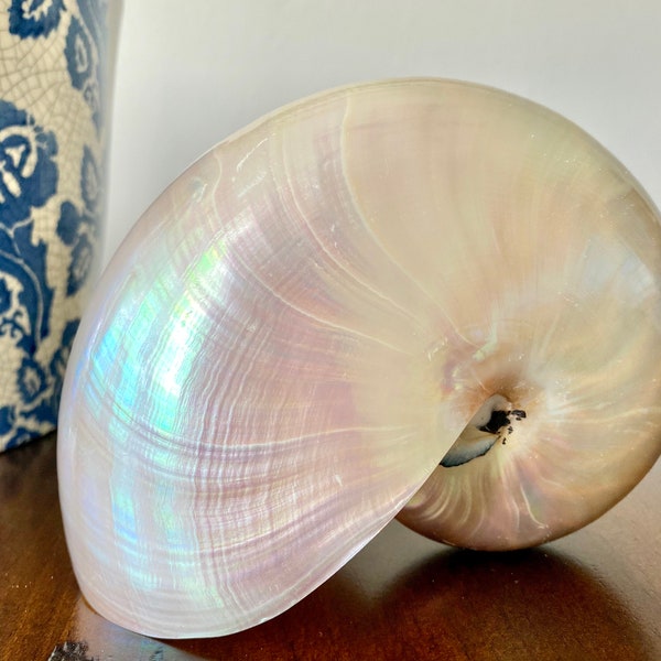 Pearl Nautilus Shell - Multiple Sizes Available - Seashells - Coastal Decor  - Beach Decor - Sea Shells - White Shells - Wedding Decor
